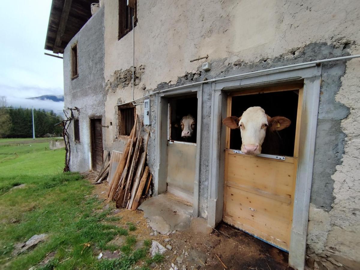 Salagona Laggio di Cadore